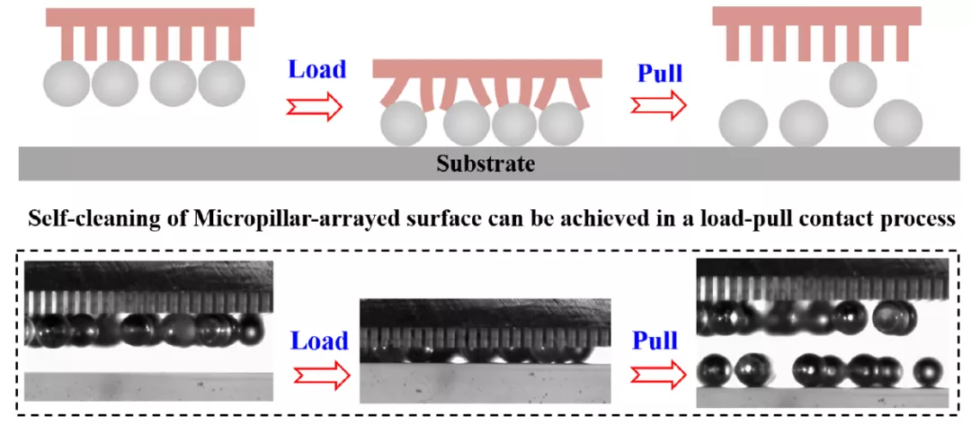 微柱功能表面在Load-Pull接触过程下的自清洁性能